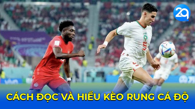 Cách đọc và hiểu kèo rung cá độ