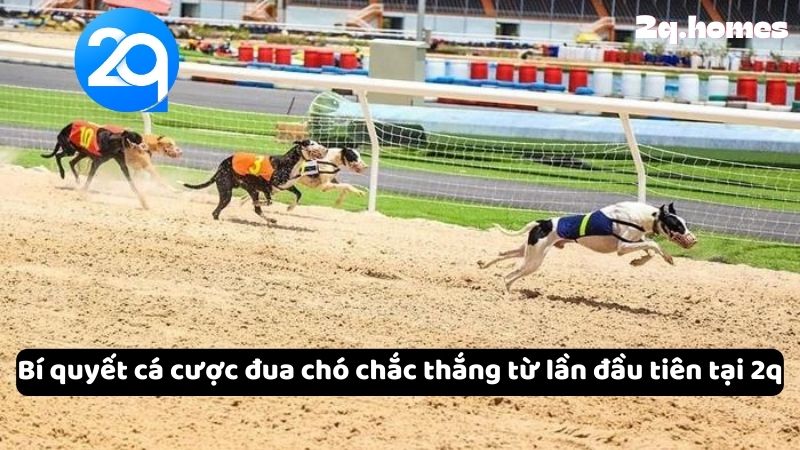 Bí quyết cá cược đua chó chắc thắng từ lần đầu tiên tại 2q